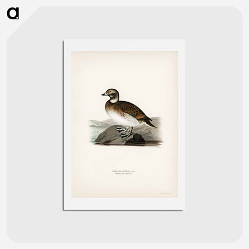 Long-tailed Duck
 - スヴェンスカ フォグラル Postcard.