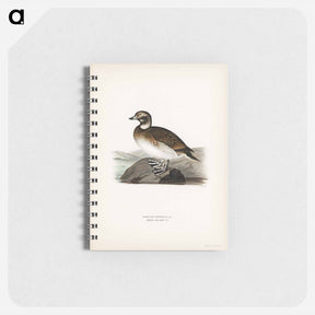 アートメモ帳-Long-tailed Duck
 - スヴェンスカ フォグラル Memo.