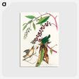 アートポストカード-Worm eating Warbler from Birds of America
 - アメリカの鳥たち Postcard.