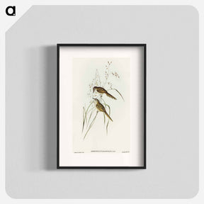 アートポスター-Grass-loving Sphenoeacus
 - オーストラリアの鳥 Poster.