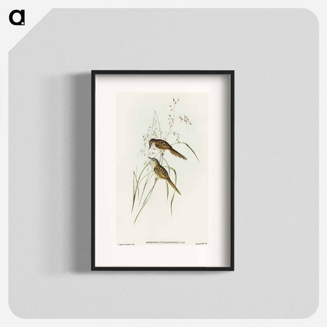 アートポスター-Grass-loving Sphenoeacus
 - オーストラリアの鳥 Poster.