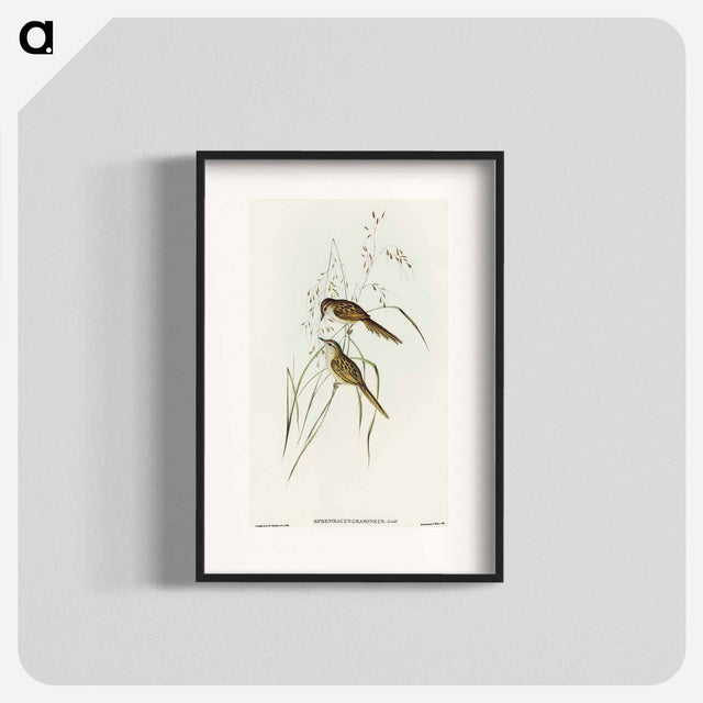 アートポスター-Grass-loving Sphenoeacus
 - オーストラリアの鳥 Poster.