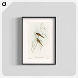 Grass-loving Sphenoeacus
 - オーストラリアの鳥 Poster.