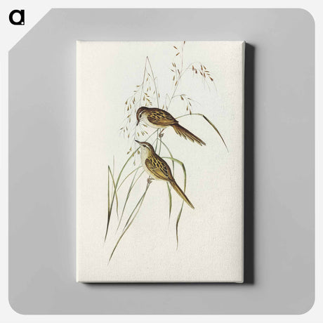 アートパネル-Grass-loving Sphenoeacus
 - オーストラリアの鳥 Canvas.