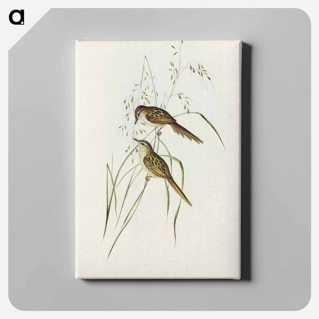 アートパネル-Grass-loving Sphenoeacus
 - オーストラリアの鳥 Canvas.