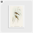 アートポストカード-Grass-loving Sphenoeacus
 - オーストラリアの鳥 Postcard.