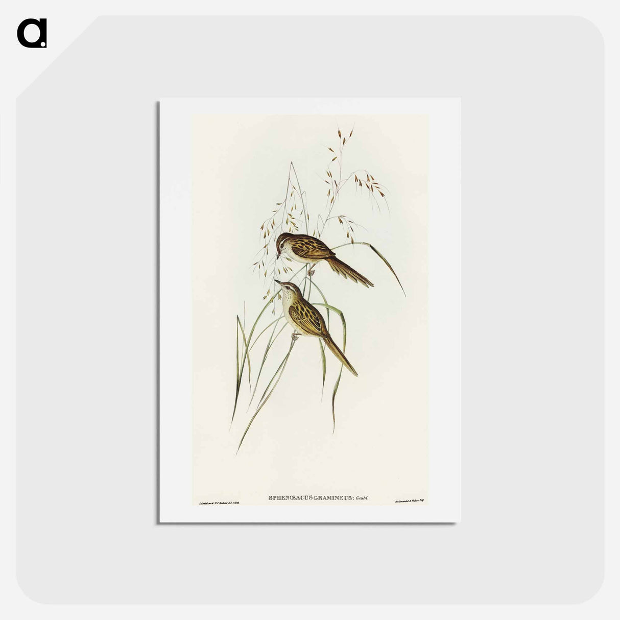 アートポストカード-Grass-loving Sphenoeacus
 - オーストラリアの鳥 Postcard.