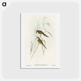 アートポストカード-Grass-loving Sphenoeacus
 - オーストラリアの鳥 Postcard.