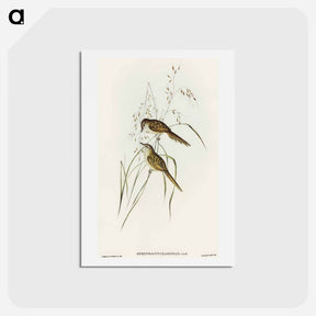 アートポストカード-Grass-loving Sphenoeacus
 - オーストラリアの鳥 Postcard.