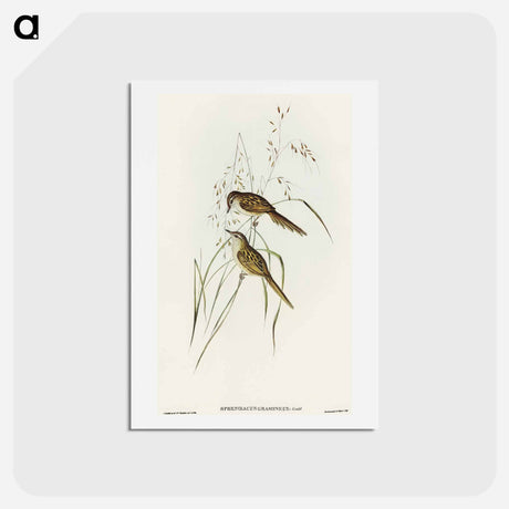 アートポストカード-Grass-loving Sphenoeacus
 - オーストラリアの鳥 Postcard.