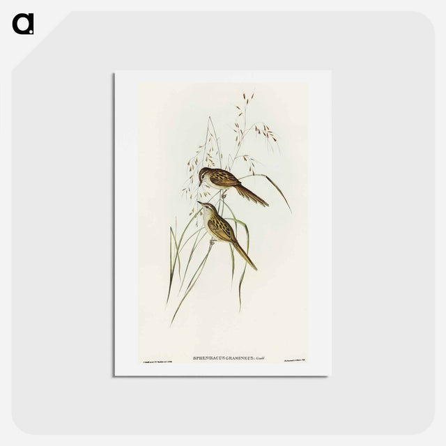 アートポストカード-Grass-loving Sphenoeacus
 - オーストラリアの鳥 Postcard.