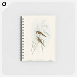 アートメモ帳-Grass-loving Sphenoeacus
 - オーストラリアの鳥 Memo.