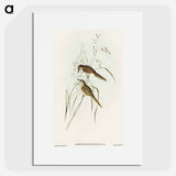 Grass-loving Sphenoeacus
 - オーストラリアの鳥 Poster.