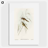 アートポスター-Grass-loving Sphenoeacus
 - オーストラリアの鳥 Poster.