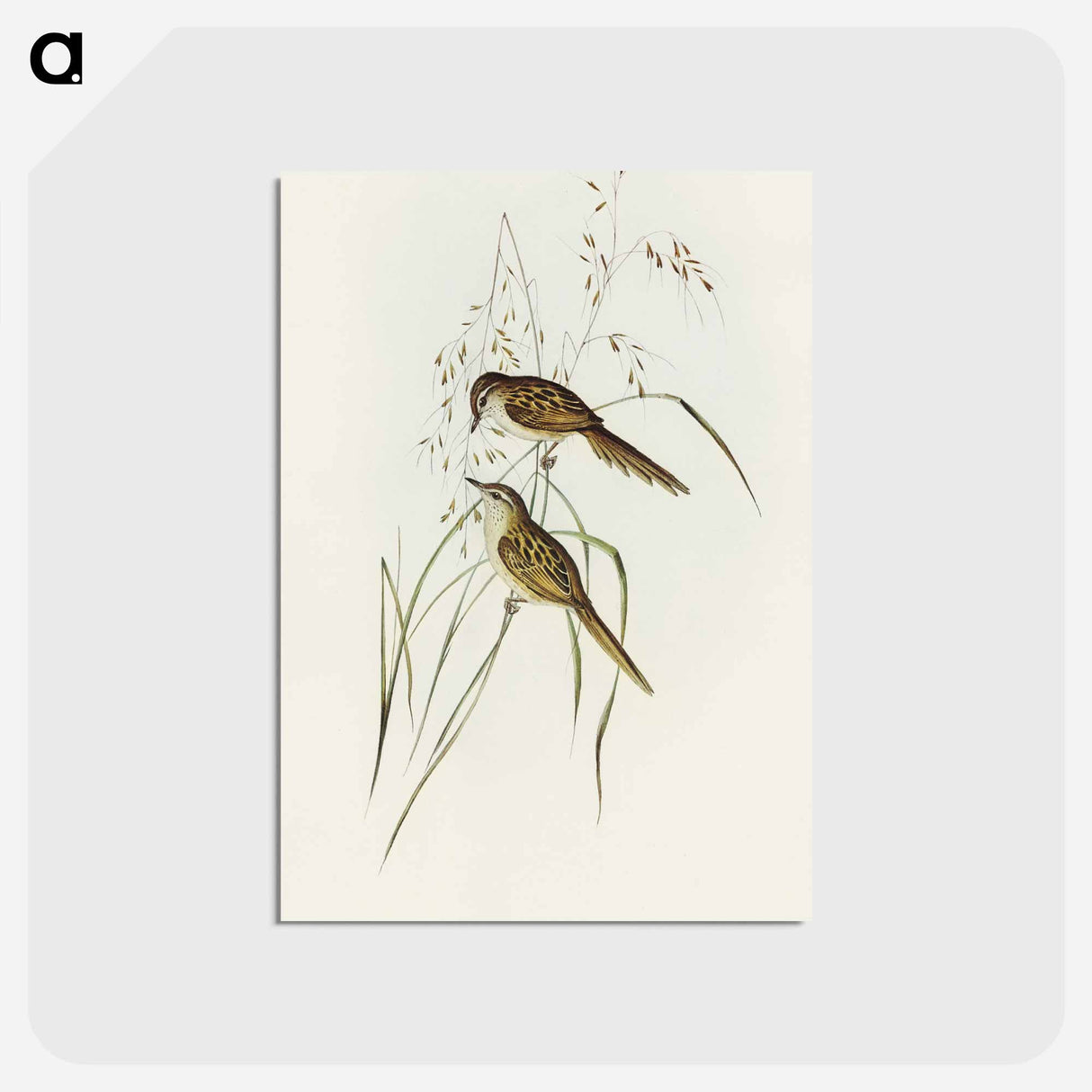 アートポストカード-Grass-loving Sphenoeacus
 - オーストラリアの鳥 Postcard.