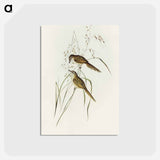 アートポストカード-Grass-loving Sphenoeacus
 - オーストラリアの鳥 Postcard.