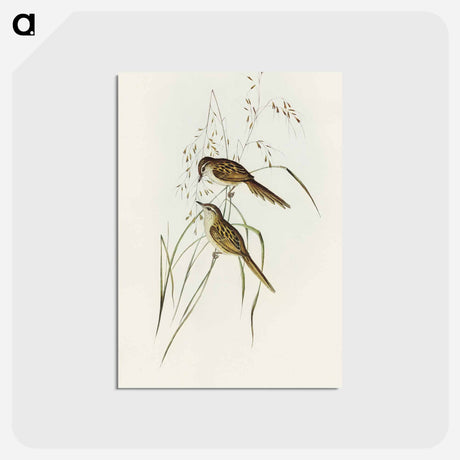 アートポストカード-Grass-loving Sphenoeacus
 - オーストラリアの鳥 Postcard.