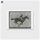 アートポストカード-Galloping Horse and Rider
 - エドワード マイブリッジ Postcard.