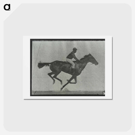 アートポストカード-Galloping Horse and Rider
 - エドワード マイブリッジ Postcard.
