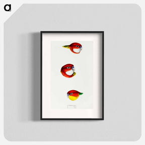 アートポスター-Australian Rosellas and Parrakeets
 - ジョン グールド Poster.
