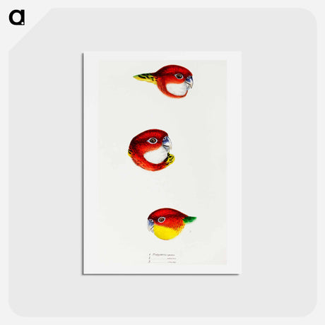 アートポストカード-Australian Rosellas and Parrakeets
 - ジョン グールド Postcard.