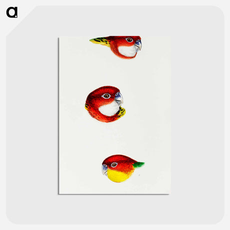 アートポストカード-Australian Rosellas and Parrakeets
 - ジョン グールド Postcard.