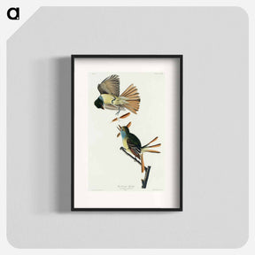 アートポスター-Great Crested Flycatcher
 - ジョン ジェームス オーデュボン Poster.