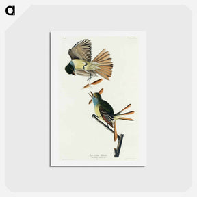 アートポストカード-Great Crested Flycatcher
 - ジョン ジェームス オーデュボン Postcard.