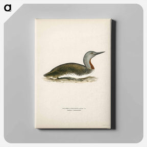 アートパネル-Red-throated Loon
 - スヴェンスカ フォグラル Canvas.