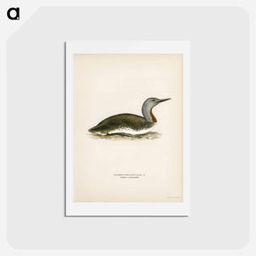 アートポストカード-Red-throated Loon
 - スヴェンスカ フォグラル Postcard.