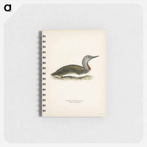 アートメモ帳-Red-throated Loon
 - スヴェンスカ フォグラル Memo.