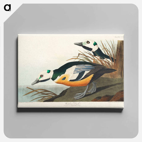 アートパネル-Western Duck from Birds of America
 - アメリカの鳥たち Canvas.