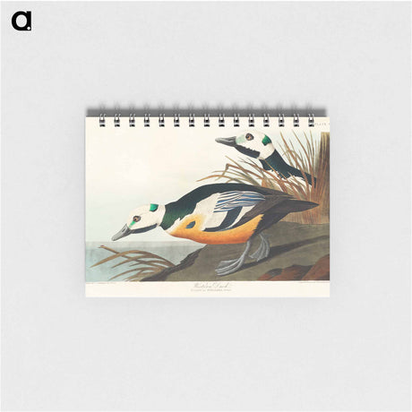 アートメモ帳-Western Duck from Birds of America
 - アメリカの鳥たち Memo.