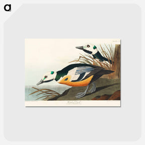 アートポストカード-Western Duck from Birds of America
 - アメリカの鳥たち Postcard.