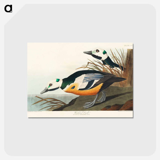 アートポストカード-Western Duck from Birds of America
 - アメリカの鳥たち Postcard.