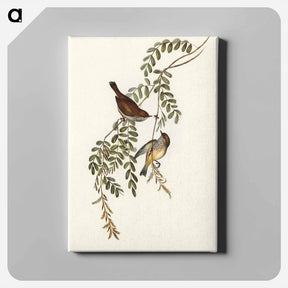 アートパネル-Tasmanian Acanthiza
 - オーストラリアの鳥 Canvas.