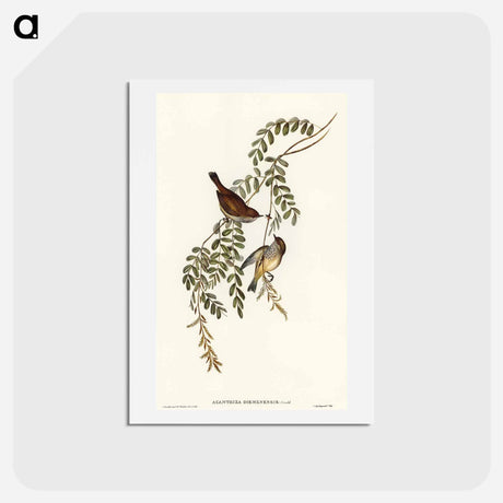 アートポストカード-Tasmanian Acanthiza
 - オーストラリアの鳥 Postcard.