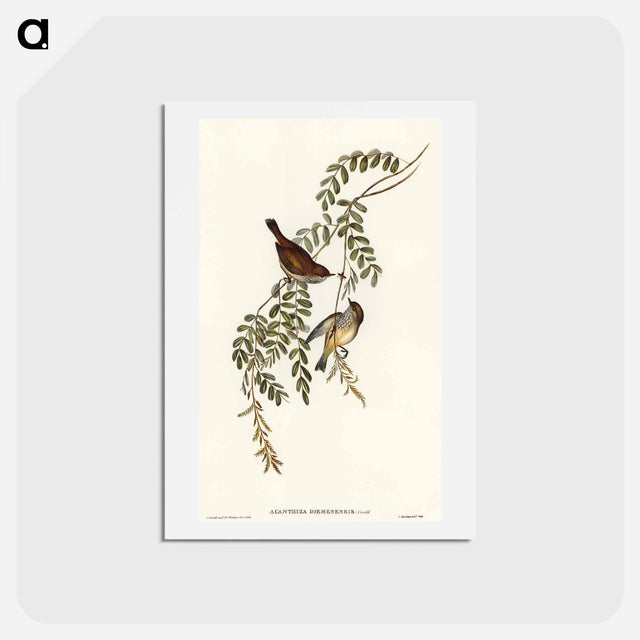 アートポストカード-Tasmanian Acanthiza
 - オーストラリアの鳥 Postcard.