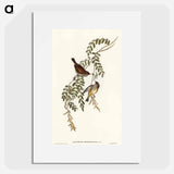 Tasmanian Acanthiza
 - オーストラリアの鳥 Poster.