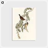 アートポストカード-Tasmanian Acanthiza
 - オーストラリアの鳥 Postcard.