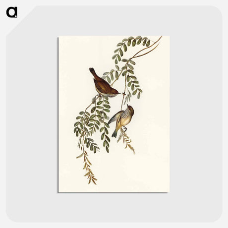 アートポストカード-Tasmanian Acanthiza
 - オーストラリアの鳥 Postcard.