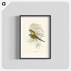 アートポスター-Red-backed Parakeet
 - ジョン グールド Poster.