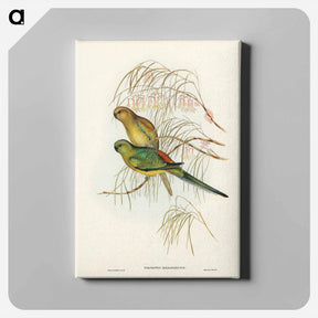 アートパネル-Red-backed Parakeet
 - ジョン グールド Canvas.