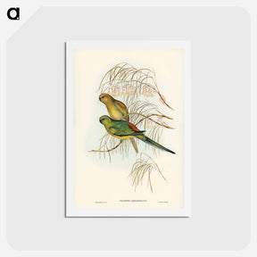アートポストカード-Red-backed Parakeet
 - ジョン グールド Postcard.