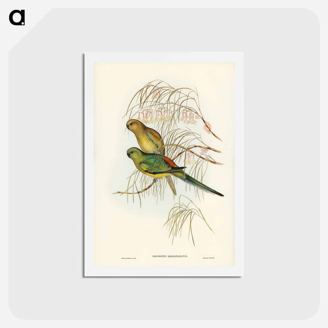 アートポストカード-Red-backed Parakeet
 - ジョン グールド Postcard.