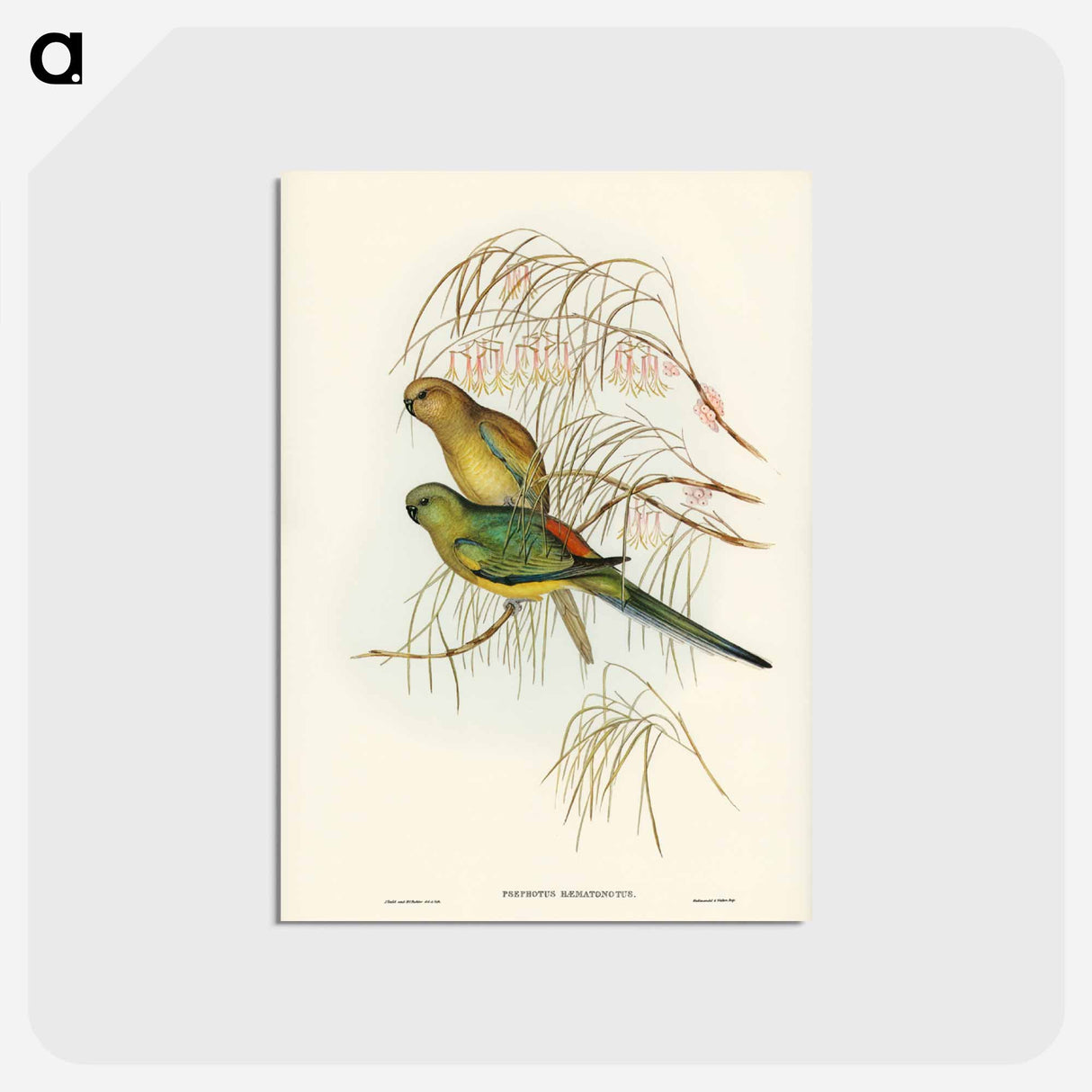 アートポストカード-Red-backed Parakeet
 - ジョン グールド Postcard.