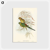 アートポストカード-Red-backed Parakeet
 - ジョン グールド Postcard.