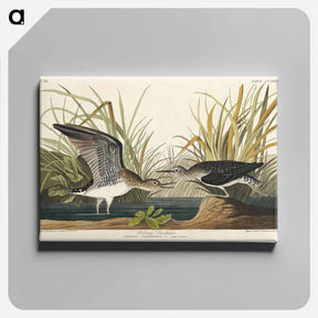 アートパネル-Solitary Sandpiper
 - ジョン ジェームス オーデュボン Canvas.