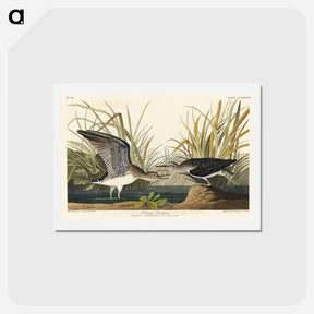 アートポストカード-Solitary Sandpiper
 - ジョン ジェームス オーデュボン Postcard.
