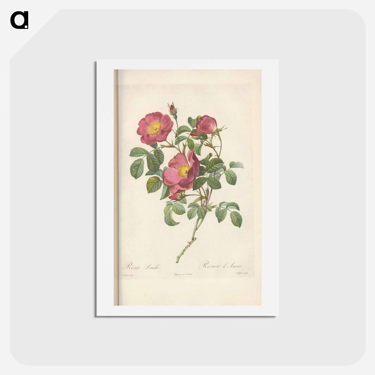 アートポストカード-Rose illustration - ピエール ジョゼフ ルドゥーテ Postcard.